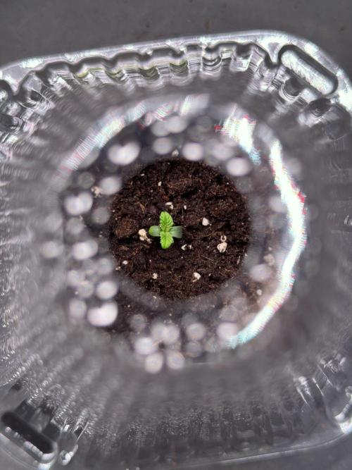 TicaL X Zamnesia-NectarDrip pack#268/750. Week 1 - Nectar Drip 