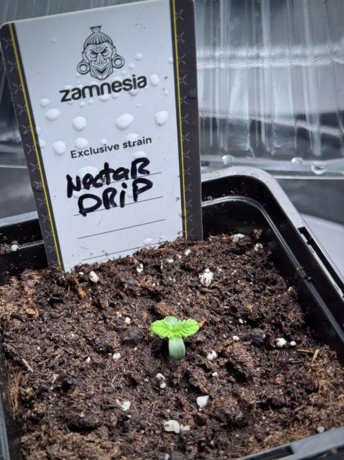 TicaL X Zamnesia-NectarDrip pack#268/750. Week 1 - Nectar Drip 