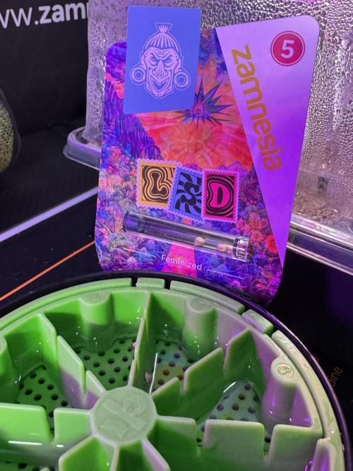 LSD Zamnesia Trippping. Week 0 - Germination in the Kan