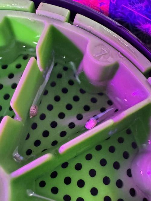 LSD Zamnesia Trippping. Week 0 - Germination in the Kan