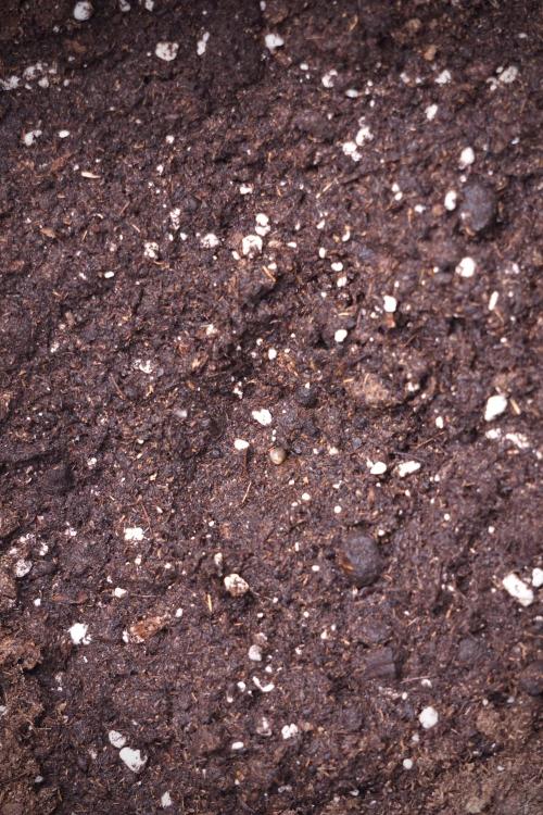 LSD Zamnesia Trippping. Week 0