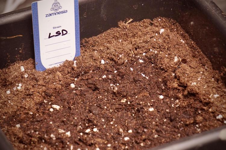 LSD Zamnesia Trippping. Week 0 - The beginning 