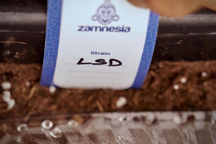 LSD Zamnesia Trippping. Week 0 - The beginning 