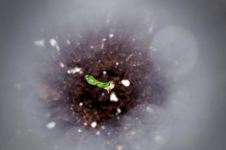 LSD Zamnesia Trippping. Week 0 - The beginning 