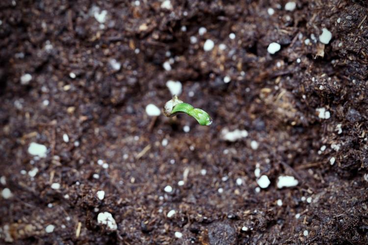 LSD Zamnesia Trippping. Week 0 - The beginning 