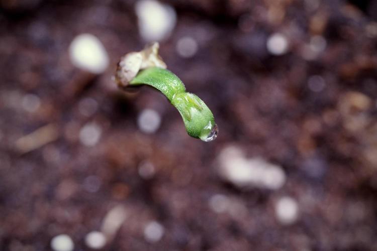 LSD Zamnesia Trippping. Week 0 - The beginning 