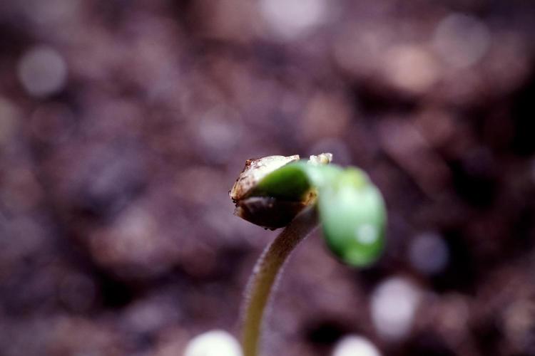 LSD Zamnesia Trippping. Week 0 - The beginning 