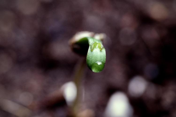 LSD Zamnesia Trippping. Week 0 - The beginning 