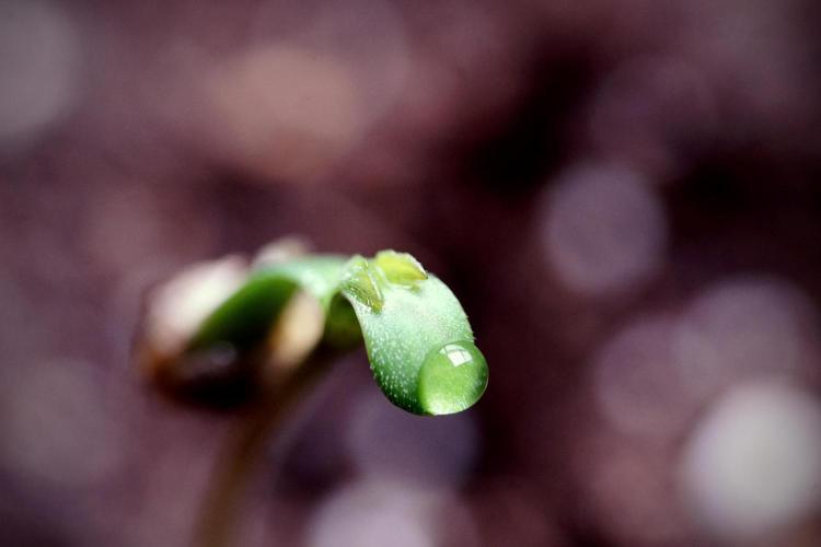 LSD Zamnesia Trippping. Week 0 - The beginning 