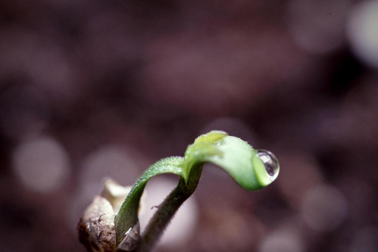 LSD Zamnesia Trippping. Week 0 - The beginning 