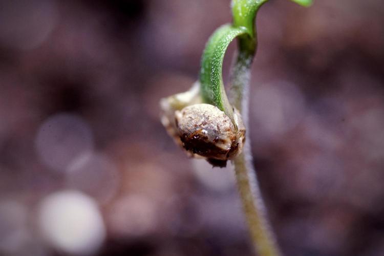 LSD Zamnesia Trippping. Week 0 - The beginning 