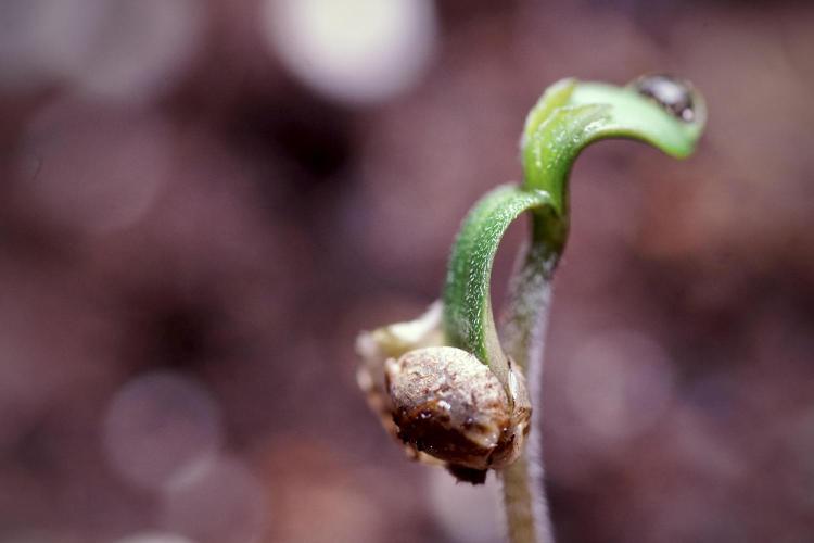 LSD Zamnesia Trippping. Week 0 - The beginning 