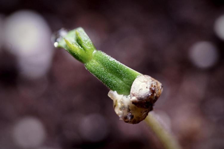 LSD Zamnesia Trippping. Week 0 - The beginning 