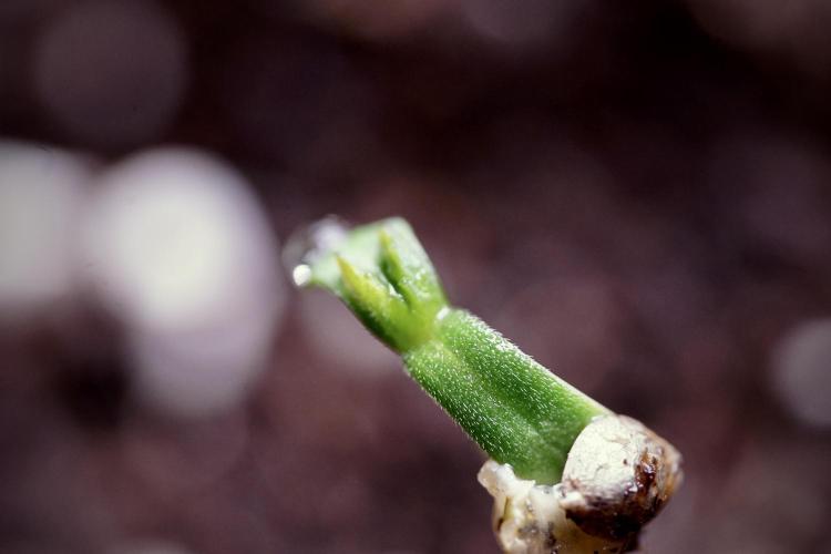 LSD Zamnesia Trippping. Week 0 - The beginning 