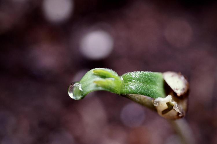 LSD Zamnesia Trippping. Week 0 - The beginning 