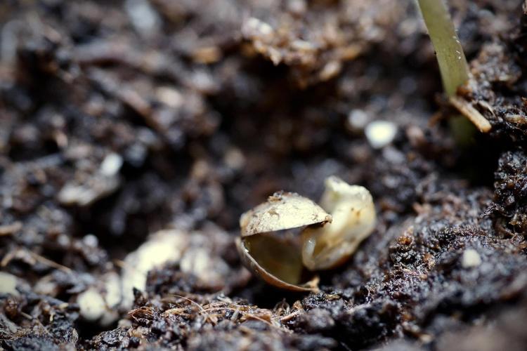 LSD Zamnesia Trippping. Week 0 - The beginning 