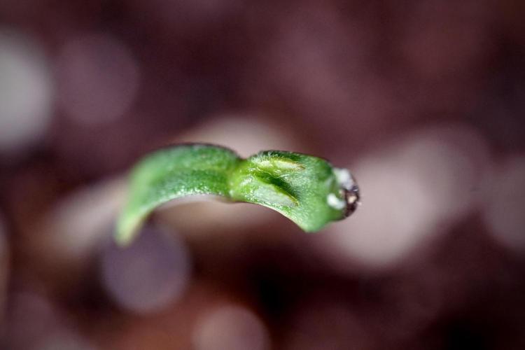 LSD Zamnesia Trippping. Week 0 - The beginning 