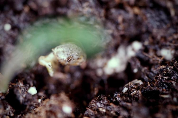 LSD Zamnesia Trippping. Week 0 - The beginning 