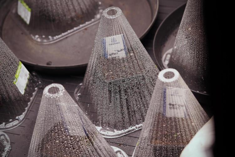 LSD Zamnesia Trippping. Week 0 - The beginning 