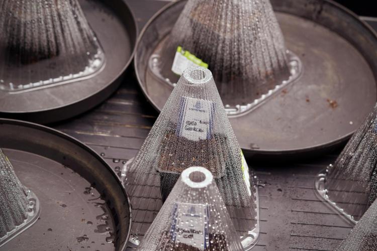 LSD Zamnesia Trippping. Week 0 - The beginning 