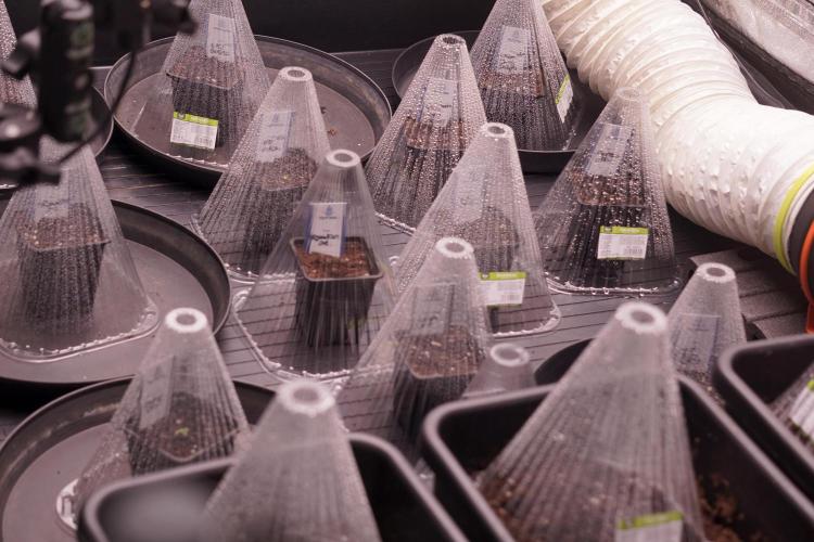 LSD Zamnesia Trippping. Week 0 - The beginning 