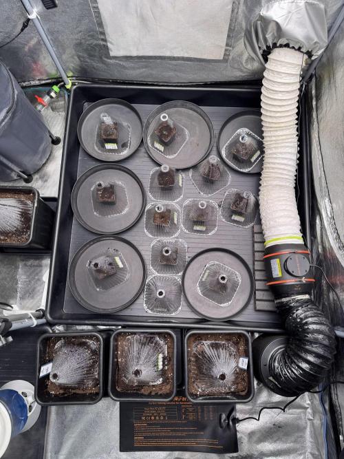 LSD Zamnesia Trippping. Week 0 - Room and Gear 