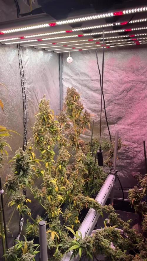 BlueBerry by Zamnesia Seeds