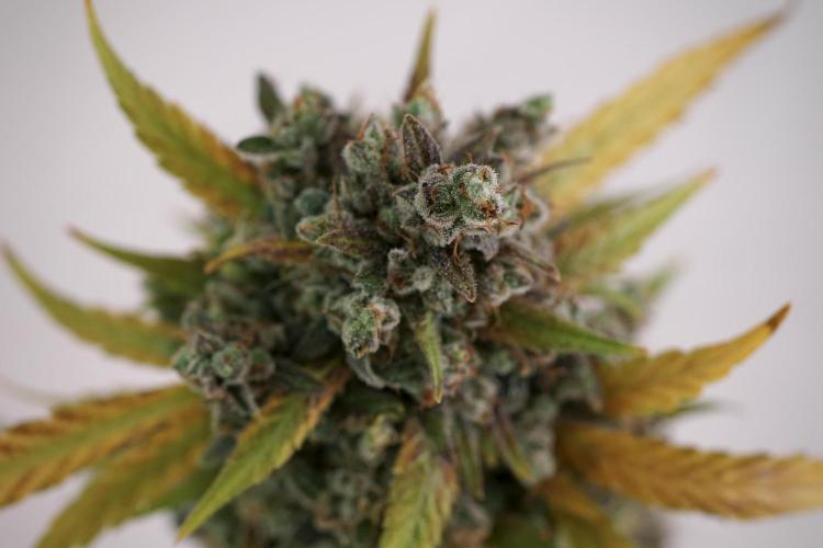 BlueBerry by Zamnesia Seeds. Week 14 - BB modeling 