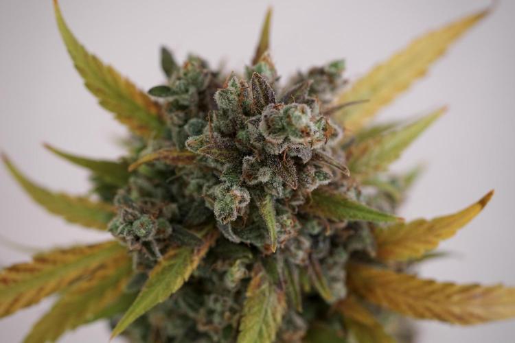 BlueBerry by Zamnesia Seeds. Week 14 - BB modeling 