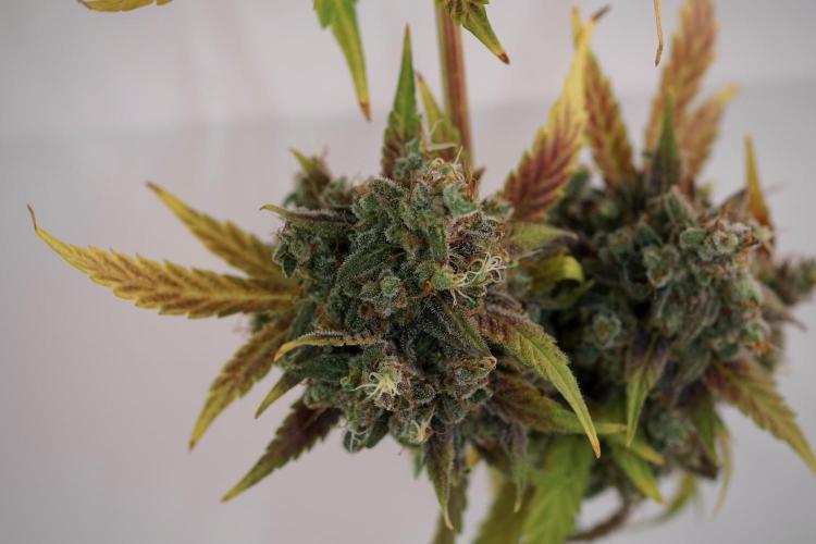 BlueBerry by Zamnesia Seeds. Week 14 - BB modeling 