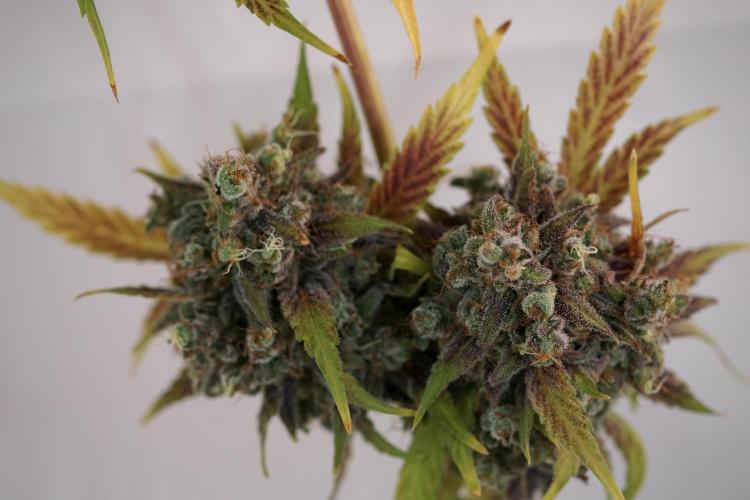 BlueBerry by Zamnesia Seeds. Week 14 - BB modeling 