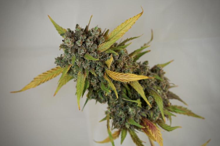 BlueBerry by Zamnesia Seeds. Week 14 - BB modeling 