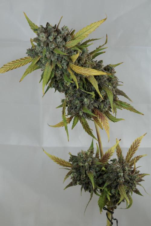 BlueBerry by Zamnesia Seeds. Week 14 - BB modeling 