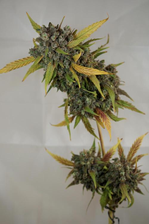 BlueBerry by Zamnesia Seeds. Week 14 - BB modeling 