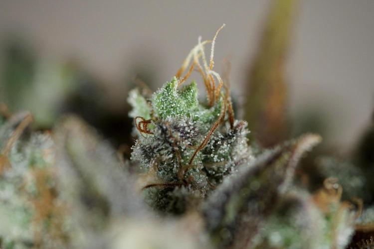 BlueBerry by Zamnesia Seeds. Week 14 - BB modeling 