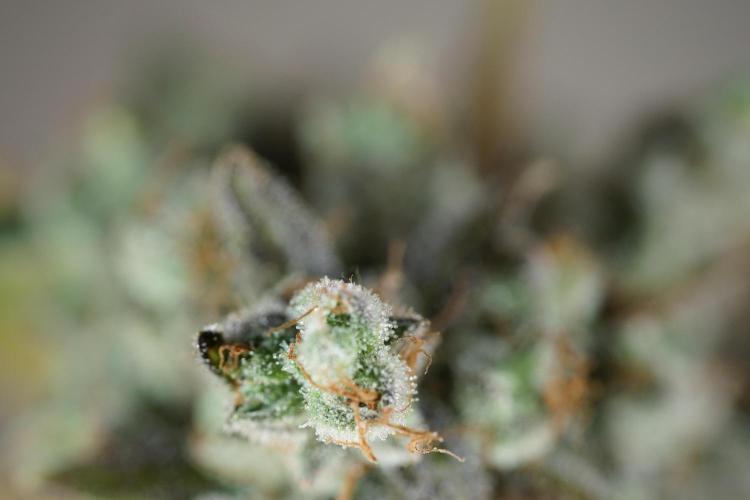 BlueBerry by Zamnesia Seeds. Week 14 - BB modeling 