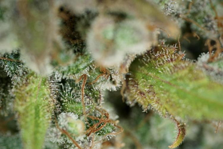 BlueBerry by Zamnesia Seeds. Week 14 - BB modeling 