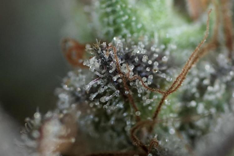 BlueBerry by Zamnesia Seeds. Week 14 - BB modeling 