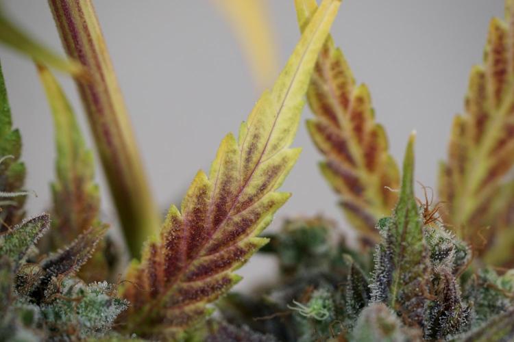 BlueBerry by Zamnesia Seeds. Week 14 - BB modeling 