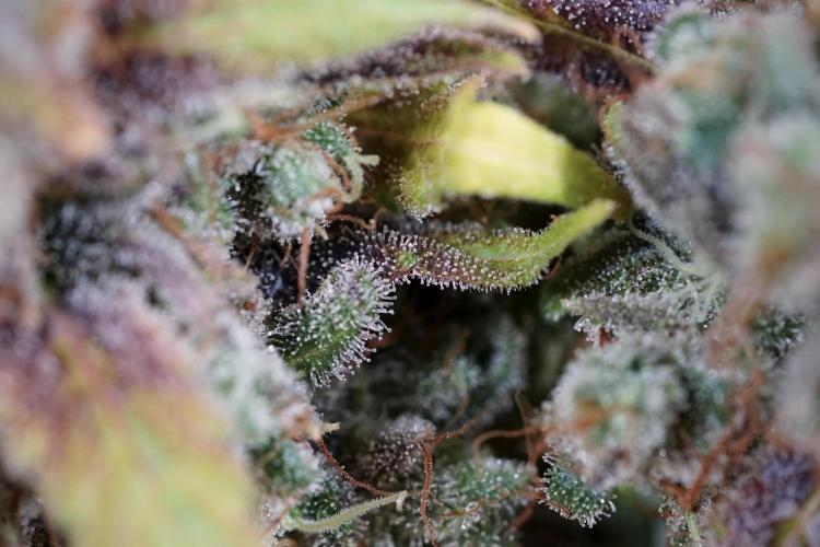 BlueBerry by Zamnesia Seeds. Week 14 - BB modeling 