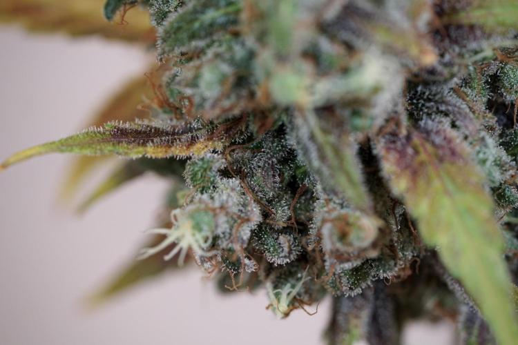 BlueBerry by Zamnesia Seeds. Week 14 - BB modeling 