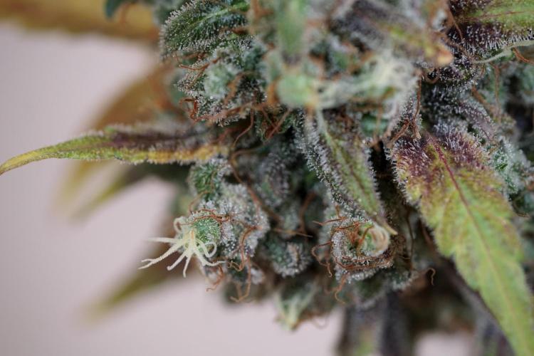 BlueBerry by Zamnesia Seeds. Week 14 - BB modeling 