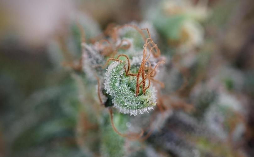 BlueBerry by Zamnesia Seeds. Week 14 - BB modeling 