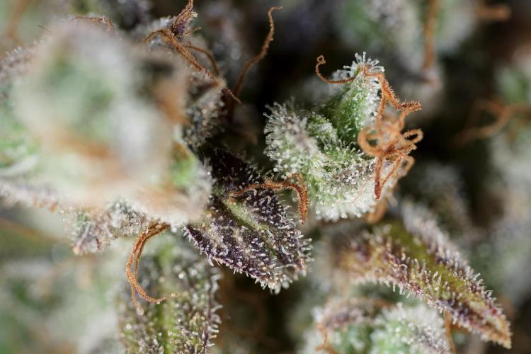 BlueBerry by Zamnesia Seeds. Week 14 - BB modeling 