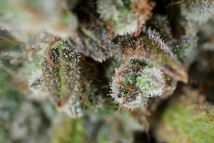 BlueBerry by Zamnesia Seeds. Week 14 - BB modeling 