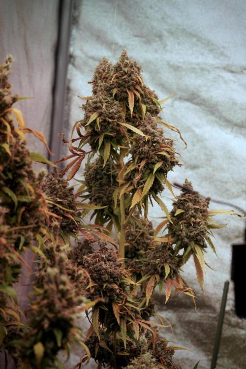 BlueBerry by Zamnesia Seeds. Week 14 - BB Last days before harvest 