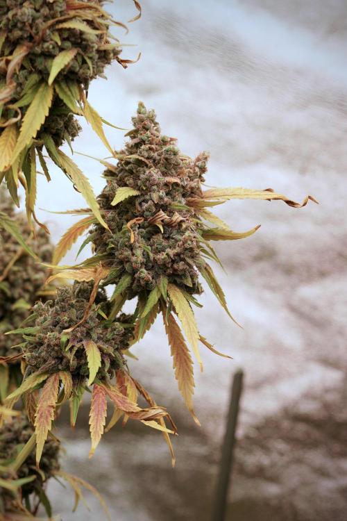 BlueBerry by Zamnesia Seeds. Week 14 - BB Last days before harvest 