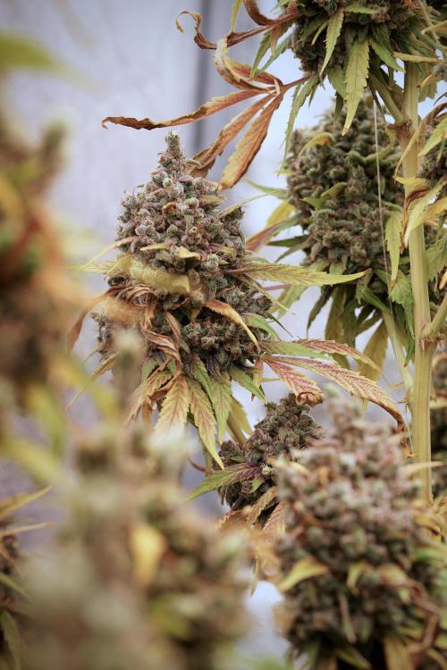 BlueBerry by Zamnesia Seeds. Week 14 - BB Last days before harvest 