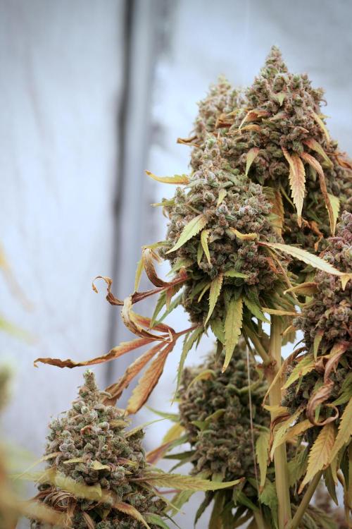 BlueBerry by Zamnesia Seeds. Week 14 - BB Last days before harvest 