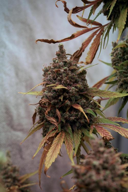 BlueBerry by Zamnesia Seeds. Week 14 - BB Last days before harvest 